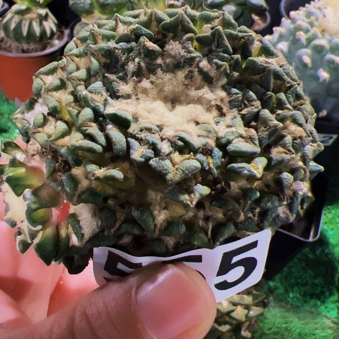 全部花朵福利姬牡丹群无根555