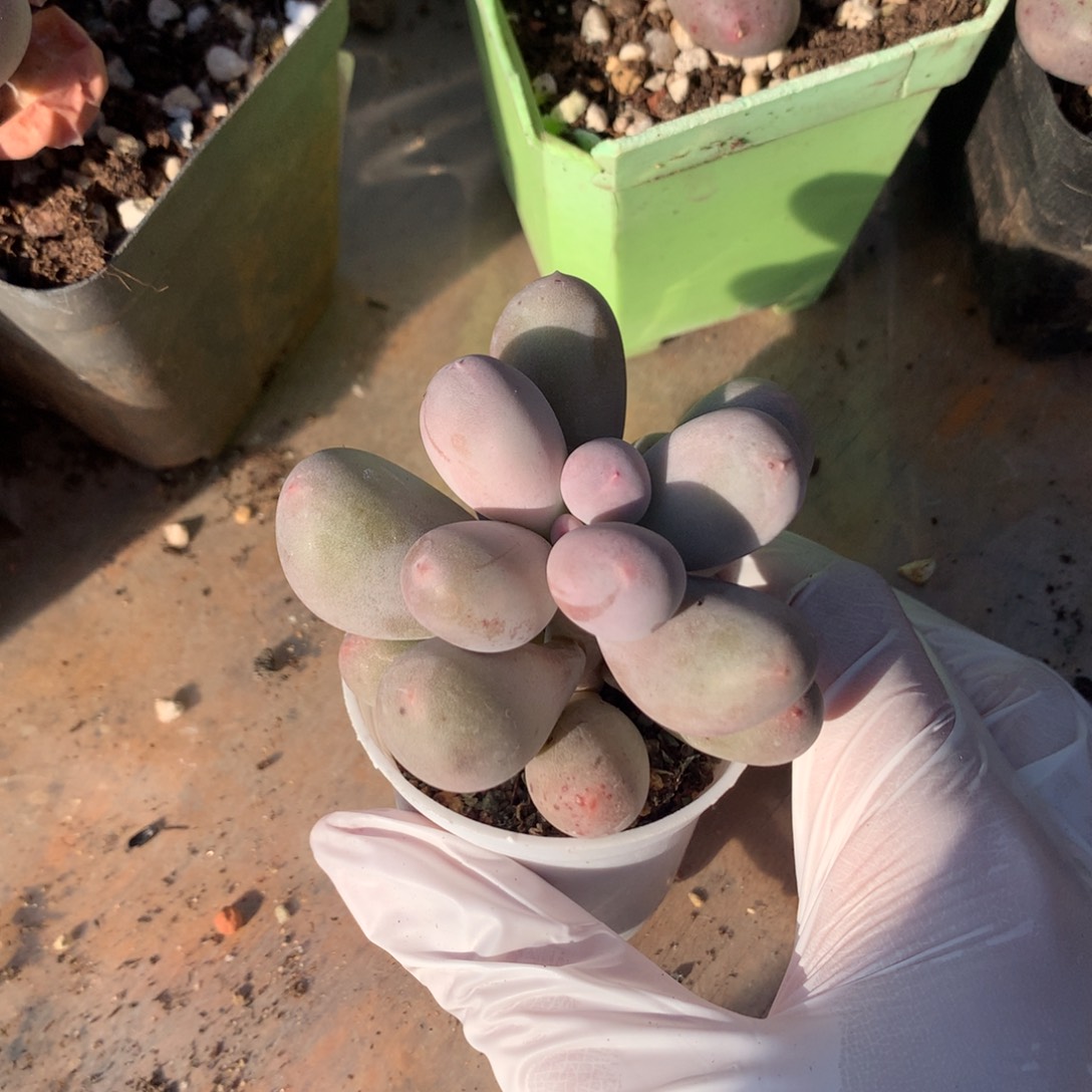 米可奶酪多肉miken