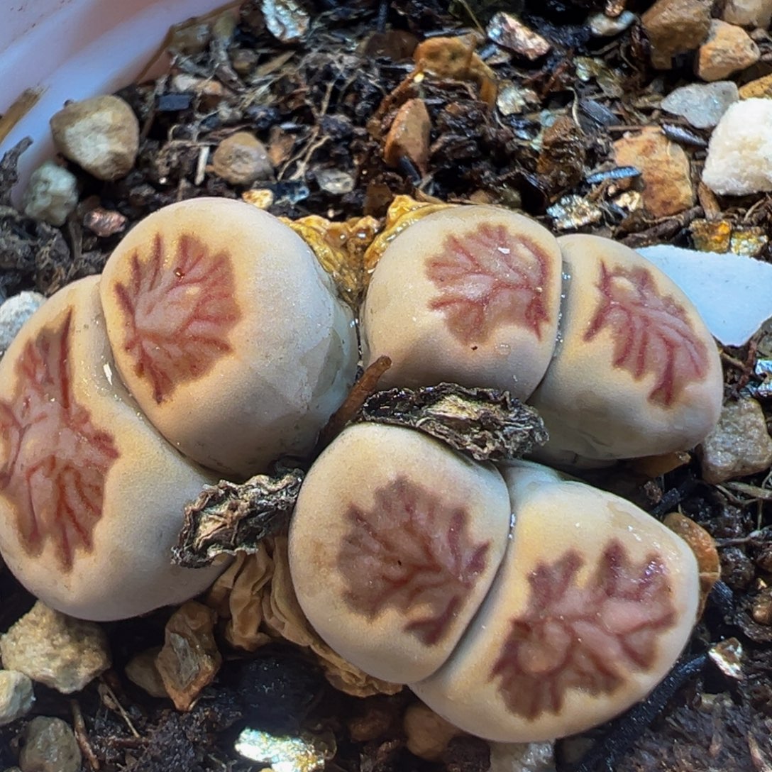 菊多肉植物带盆植物