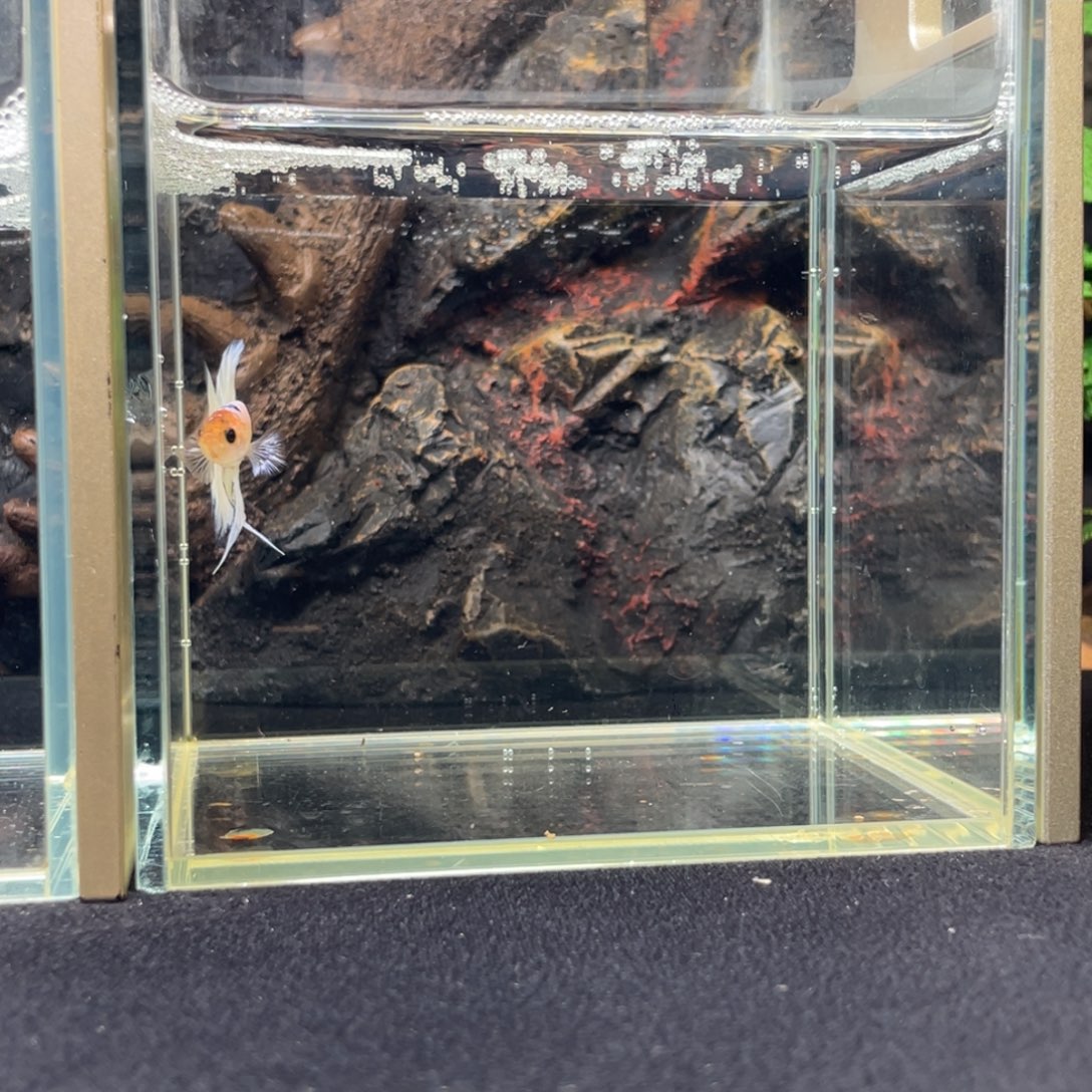 斗鱼十一月十五日竞价