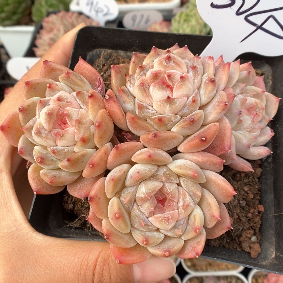 糖心粉魄群生304号。