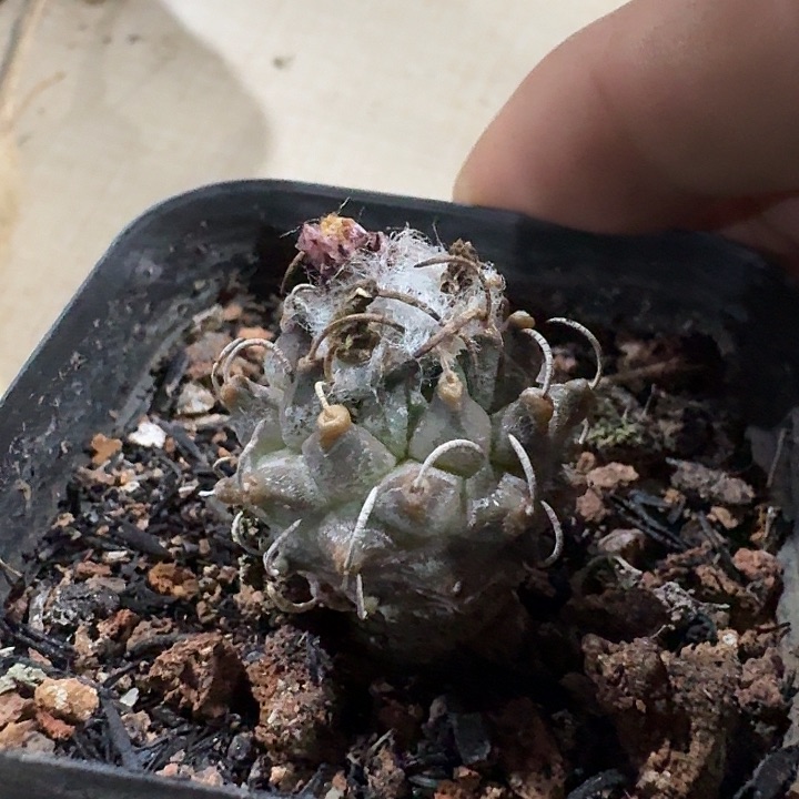 安德森娇丽实生仙人球