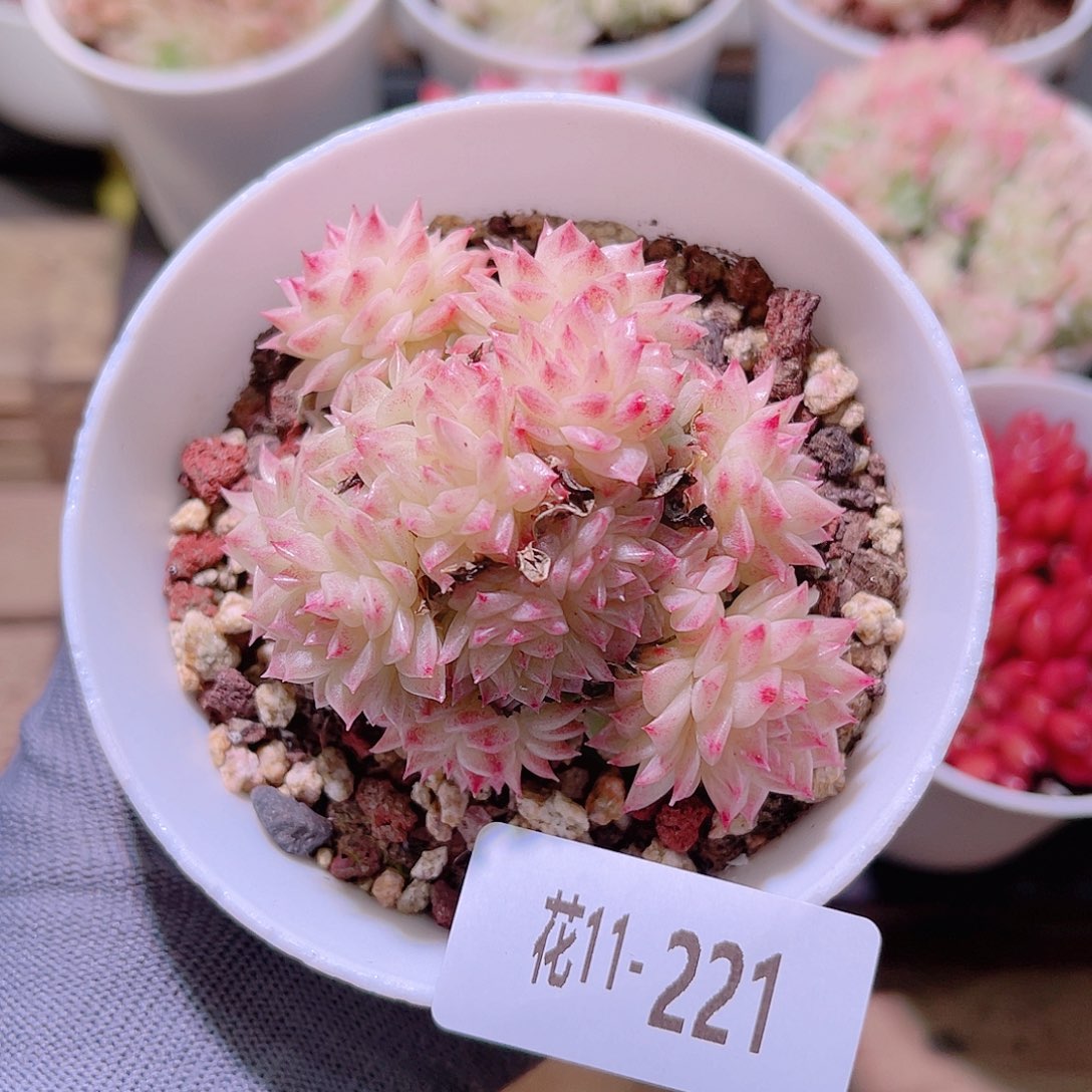 花11-221麦秆群生