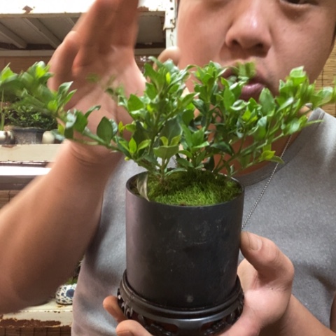 红陶一物一拍所见即所得64