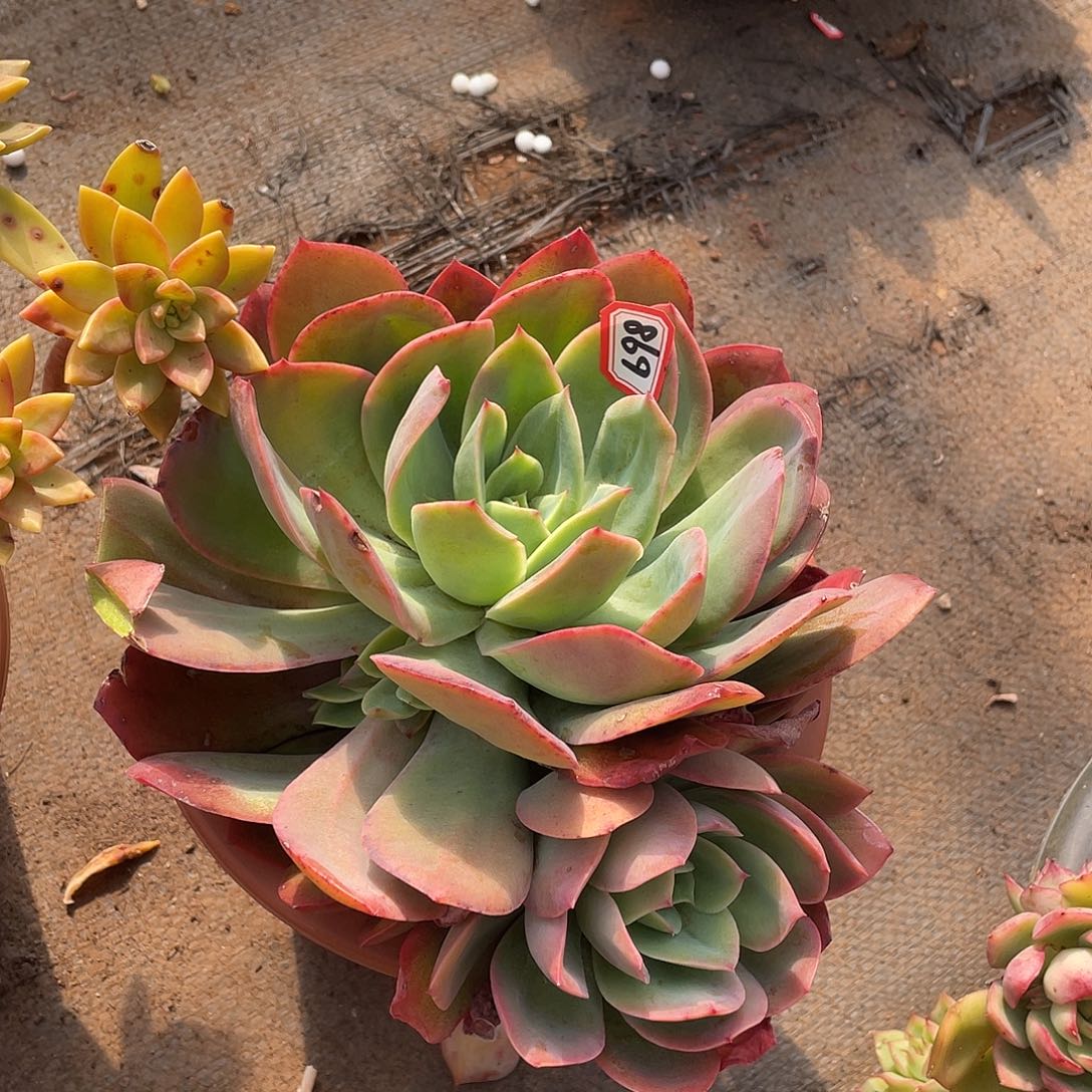 698绮罗一物一拍多肉