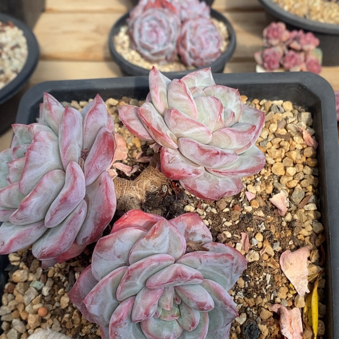 颜***-泡芙三头哈哈哈哈哈哈