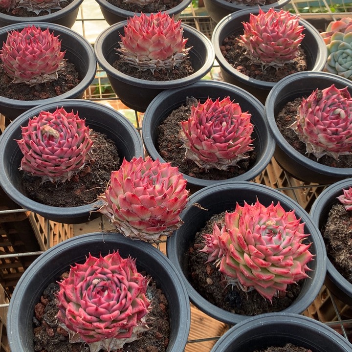 粉透体托斯卡内利多肉植物两单包邮