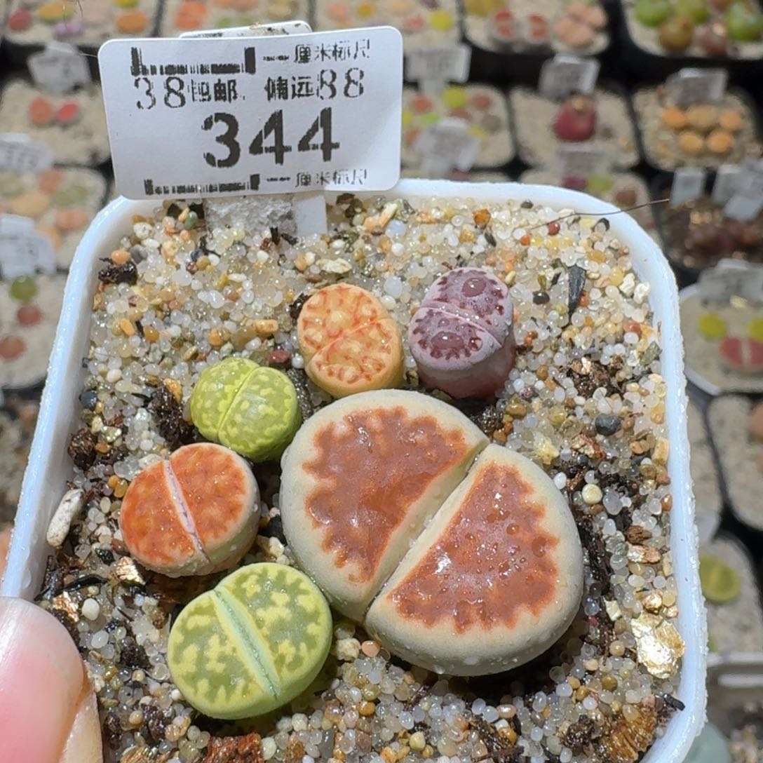 Sss精品清货款344