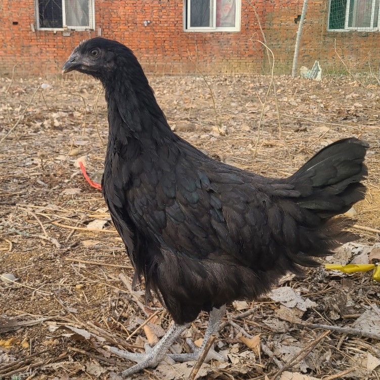 散养青年五黑鸡宠物鸡绿壳蛋包邮到家