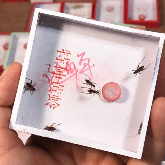 阿***林蟋蟀43333333333333333333