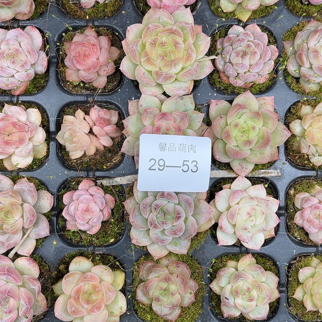 麦***️多肉一物一拍29-53