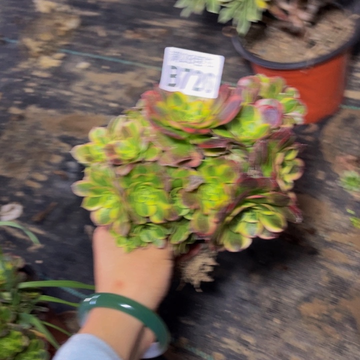 720多肉植物一物一拍