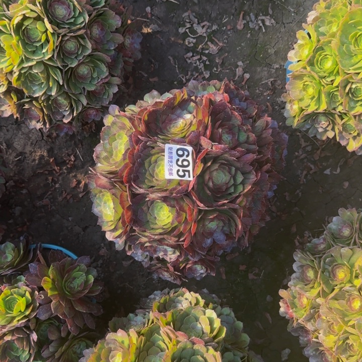 黑魔花29-50包邮花花