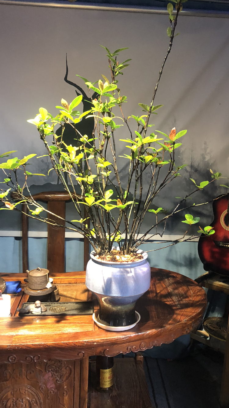 精品丛林老桩海岛龙船花绿植适合室内外装饰观赏