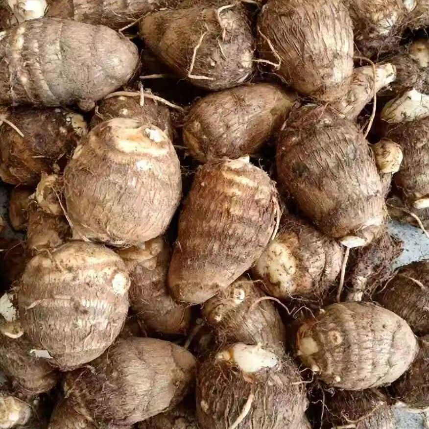 湖北天门老品种新鲜毛芋头软糯香甜