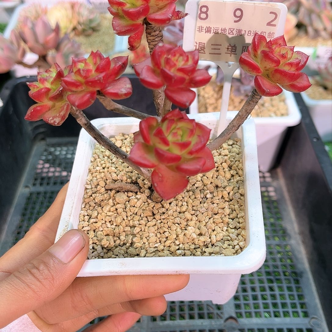 卉森多肉一物一拍编号892