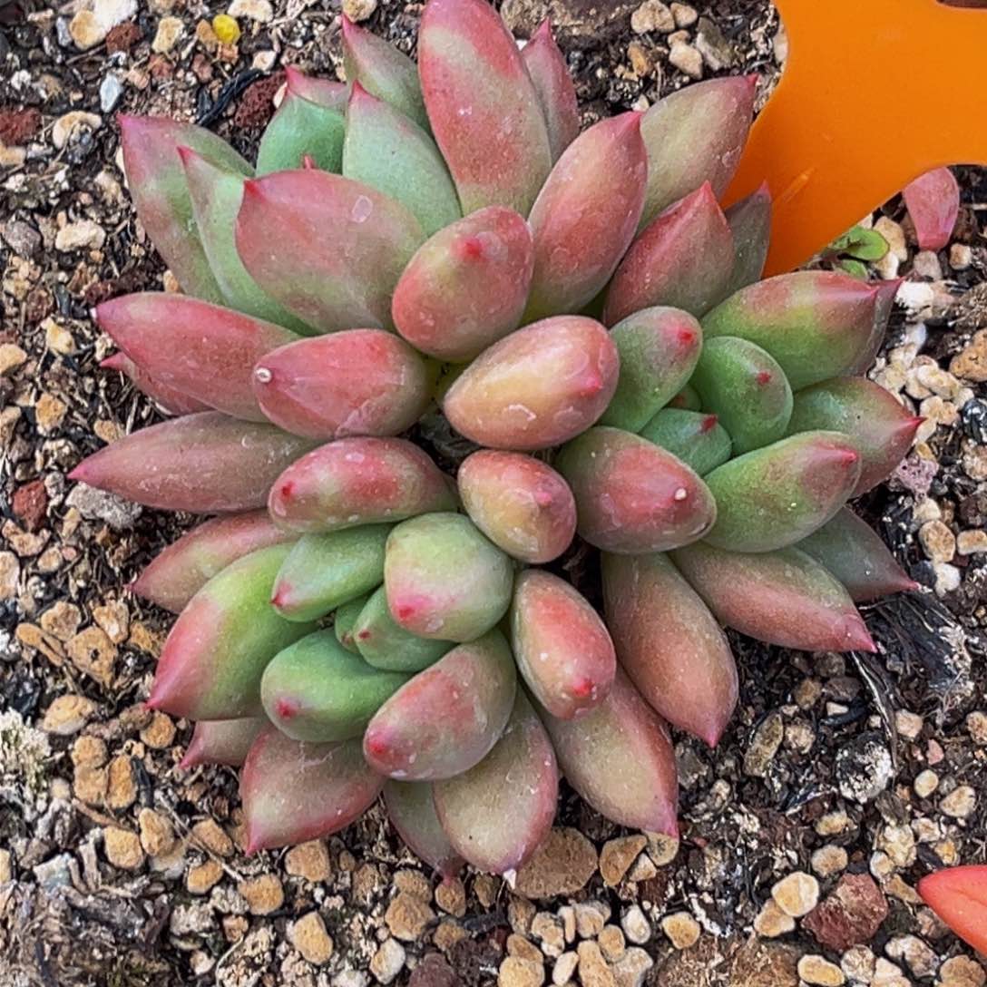 1736下午多肉植物群生
