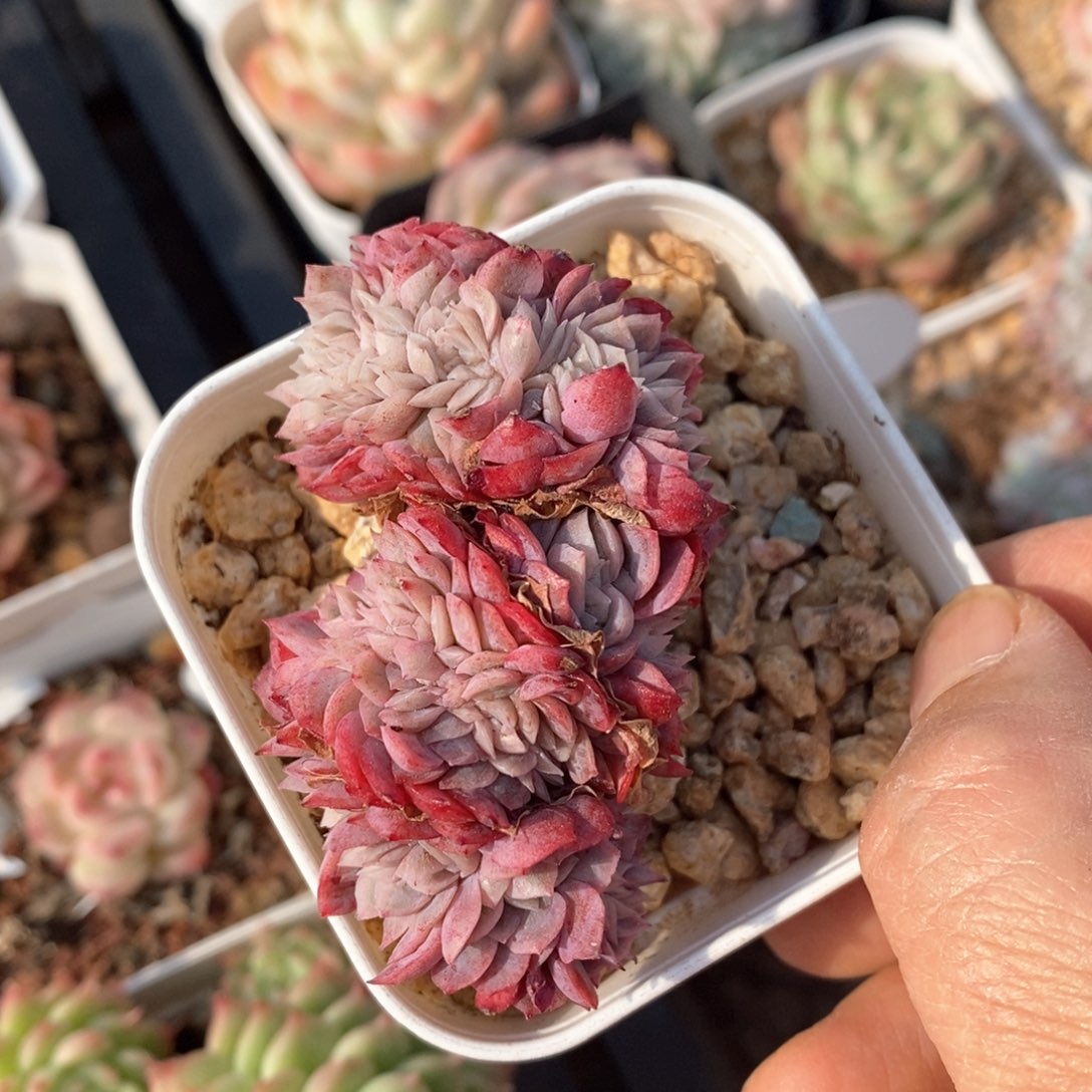 精品多肉一物一拍不包整28