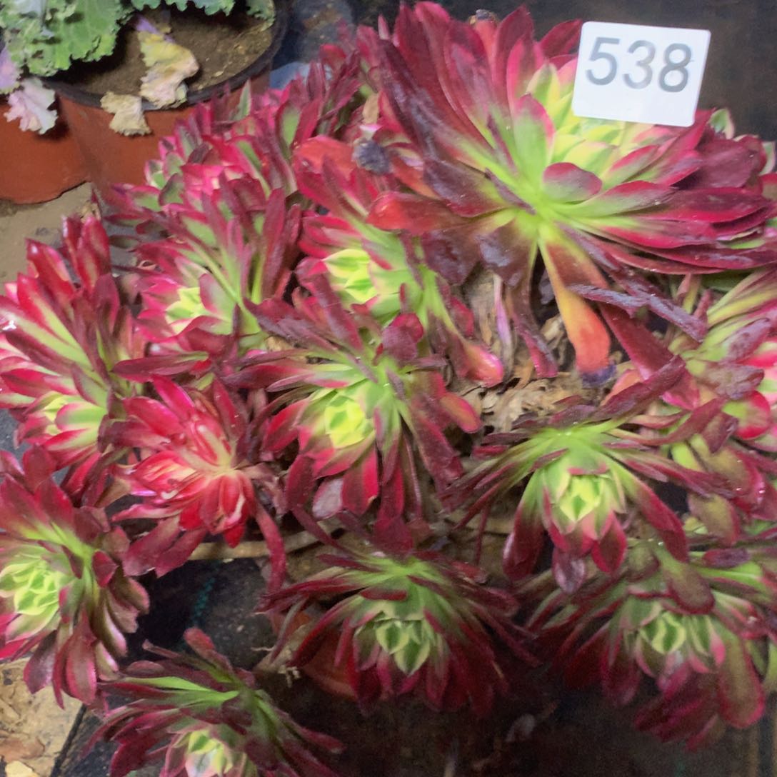 538天合多肉植物