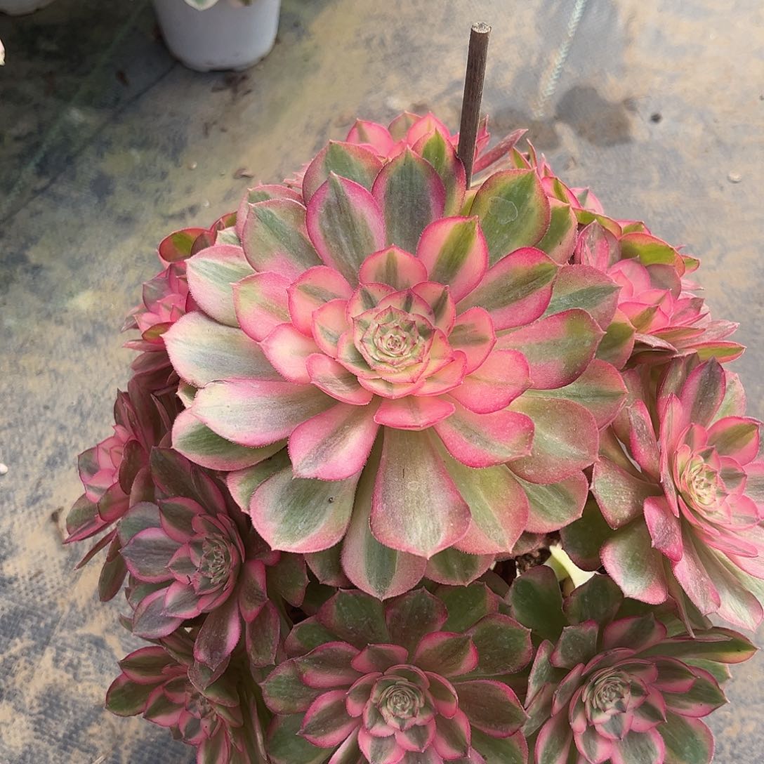 无花朵荔枝法师多肉植物漂亮