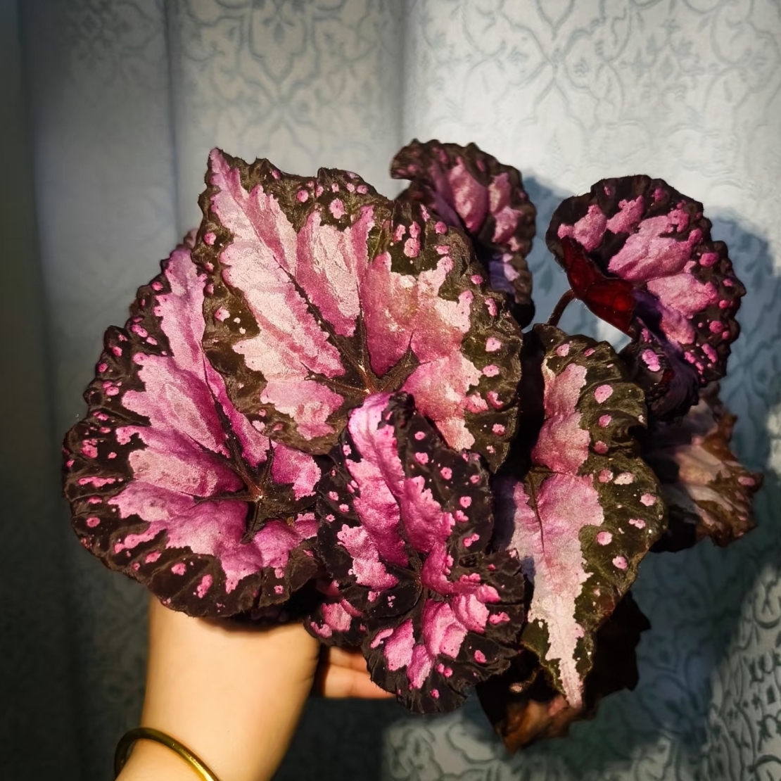 天外来客秋海棠室内网红观叶植物北欧ins风绿植盆栽好养