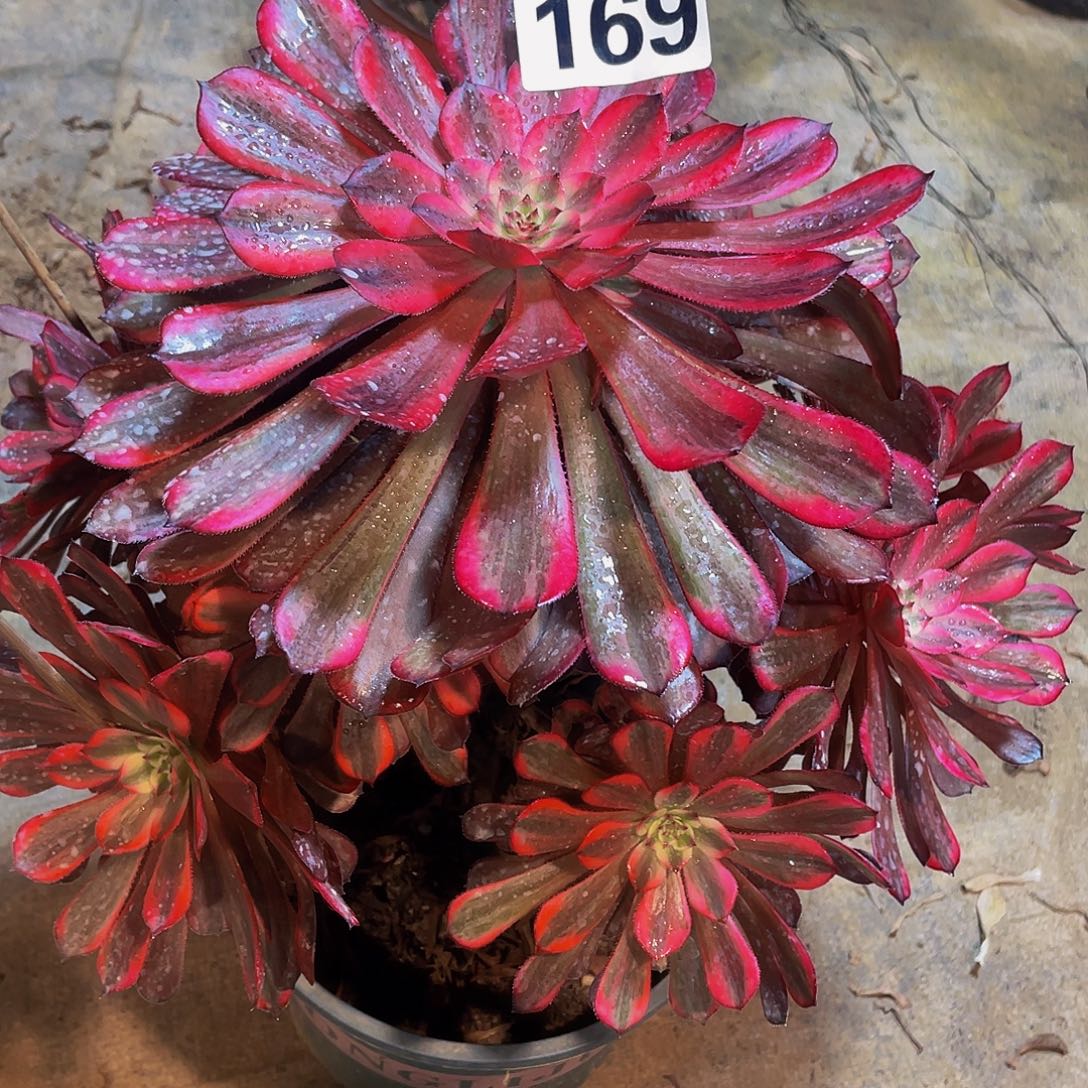 多肉法师169号十里红妆发货不包损