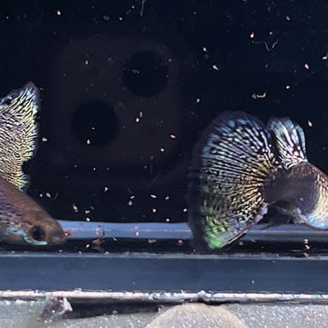 孔雀鱼礼服黑金蕾丝2对。