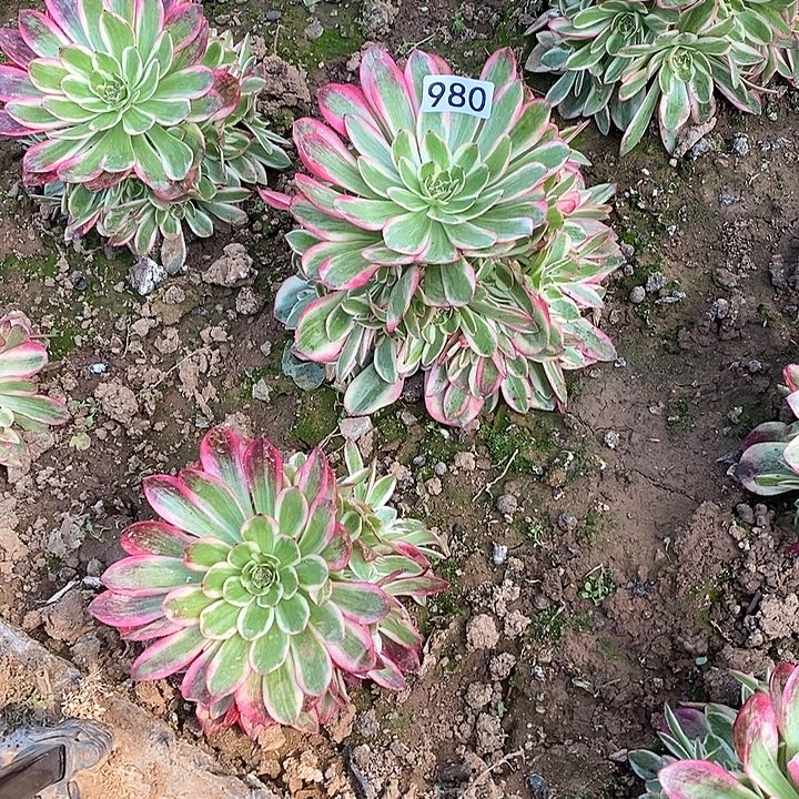 多肉植物法师980云和