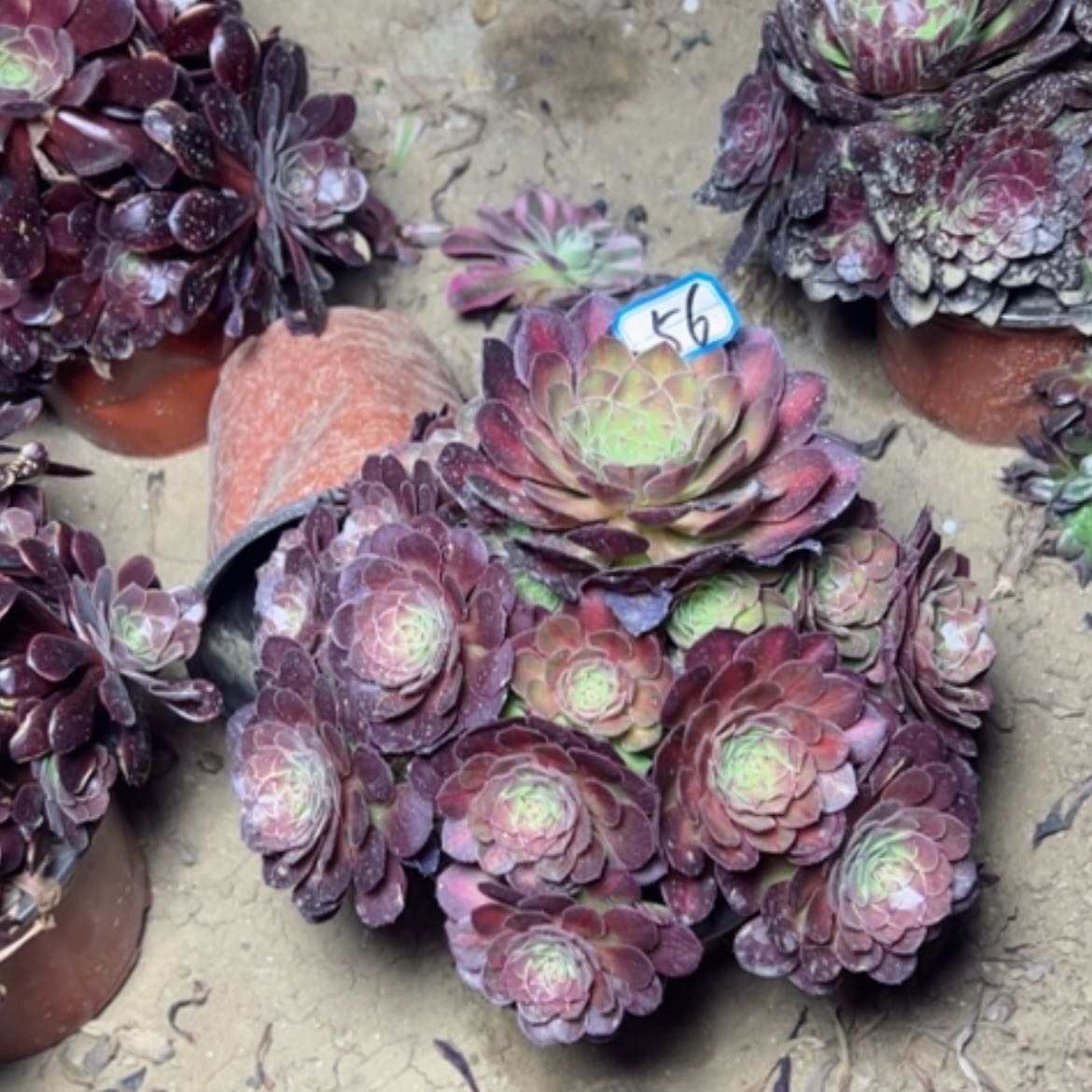 【闪购商品】多肉植物中班56