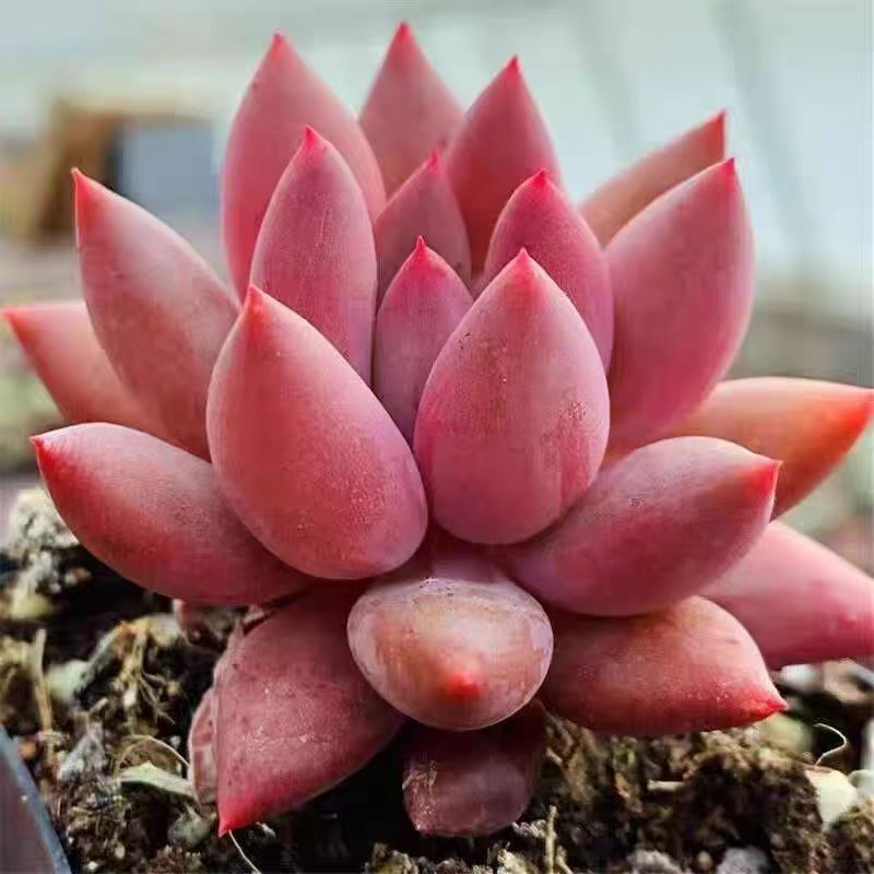 {红蜻蜓} 带盆土发  新手好养活 室内外养 金喜多肉