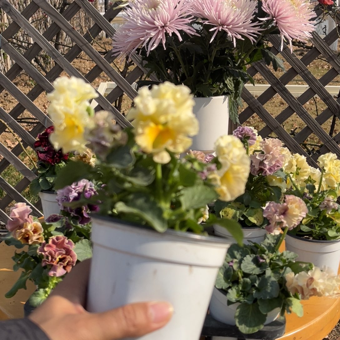 大部分花苞少量开放7201