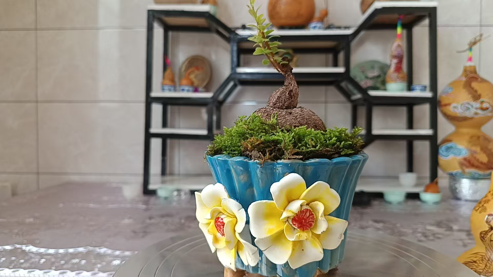 云南米叶红花五翅莓(直播专享)①