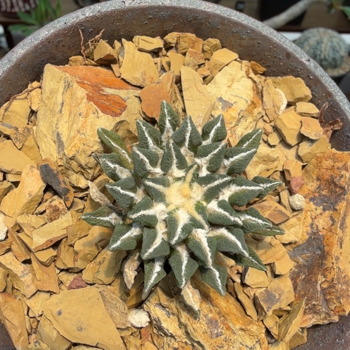 实生黑牡丹678 仙人球