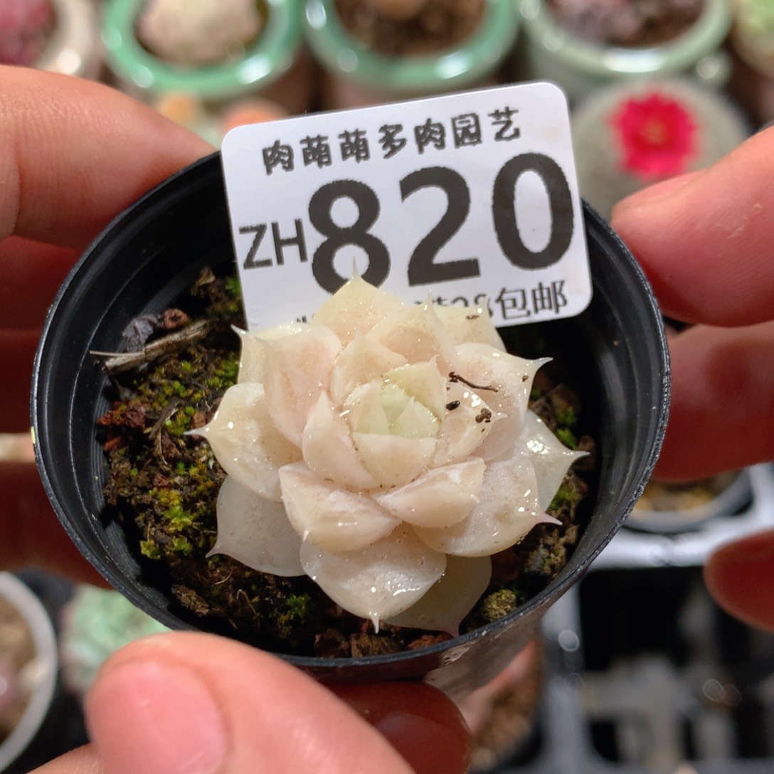 5CM拇指盆精控多肉ZH820