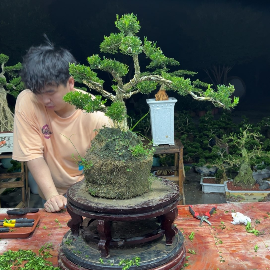 无花朵广东皱皮雀舌黄杨
