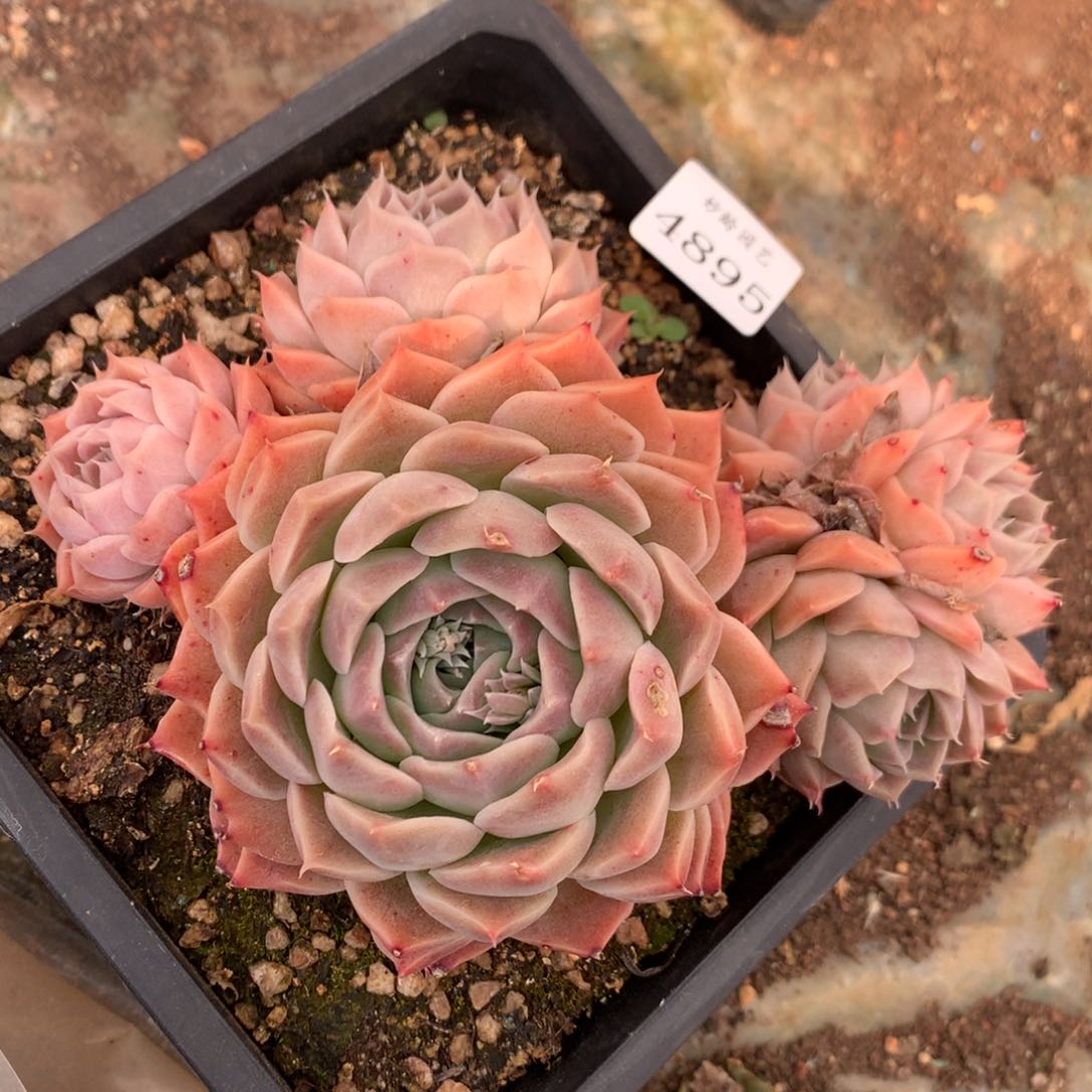 4895杂交精品基地16厘米