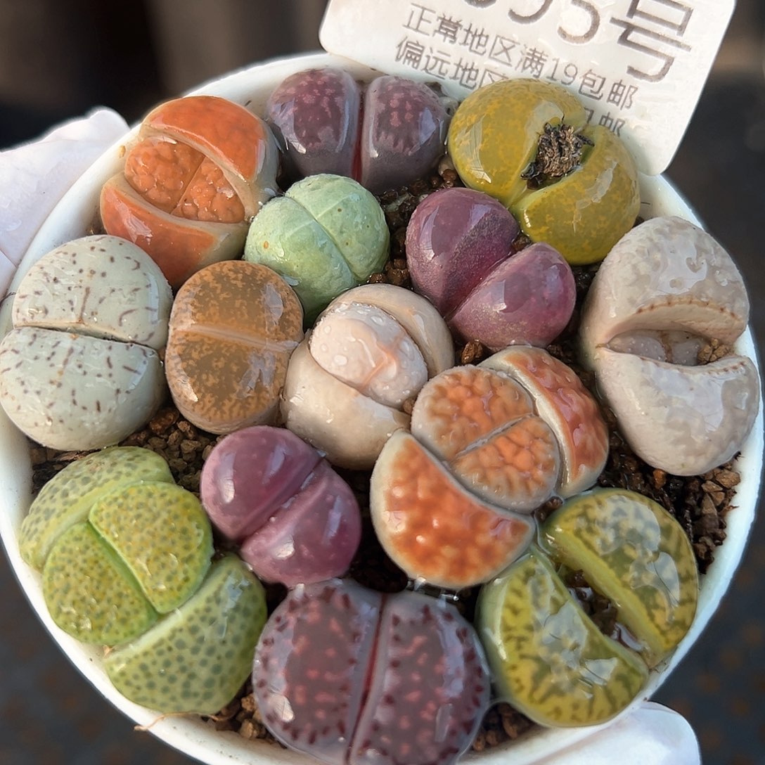 好养易活生石花大母本8895