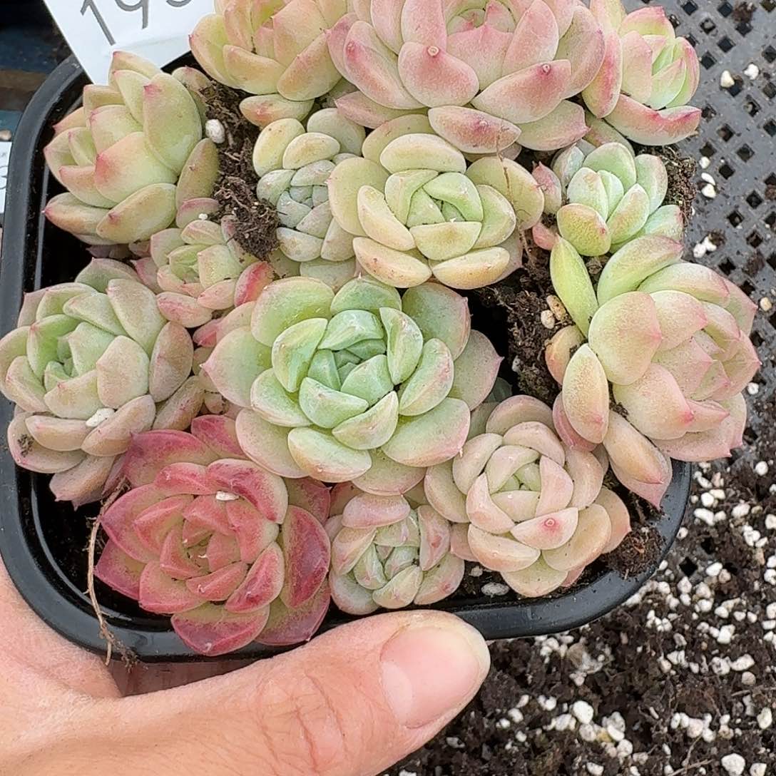 杂交新品珍妮多肉1936