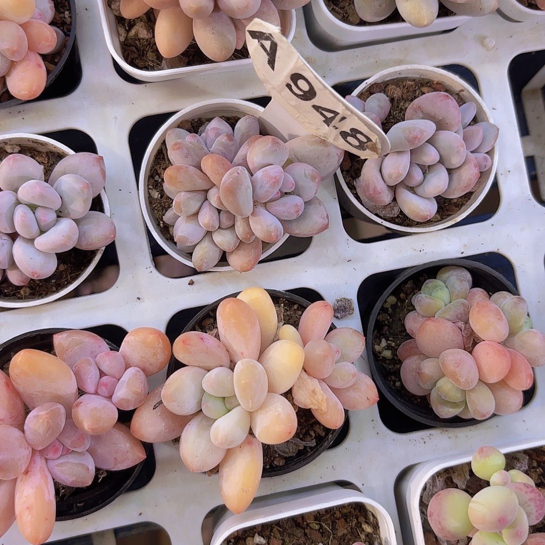 1****9A948香水奶一物一拍