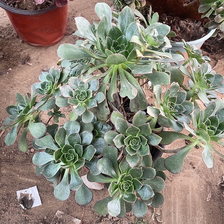 青衣玫瑰玫瑰玫瑰玫瑰