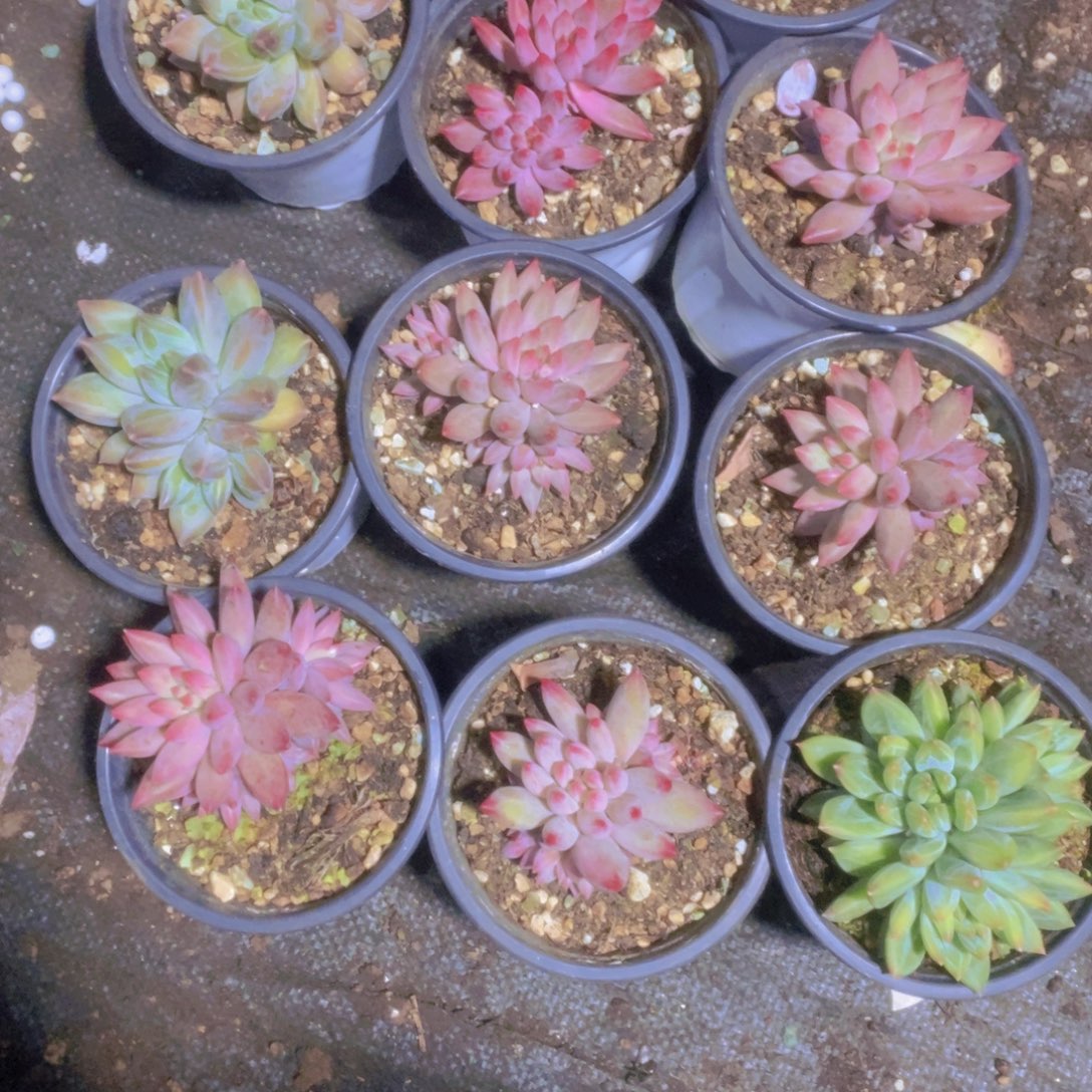 义***.一组一拍包邮一单