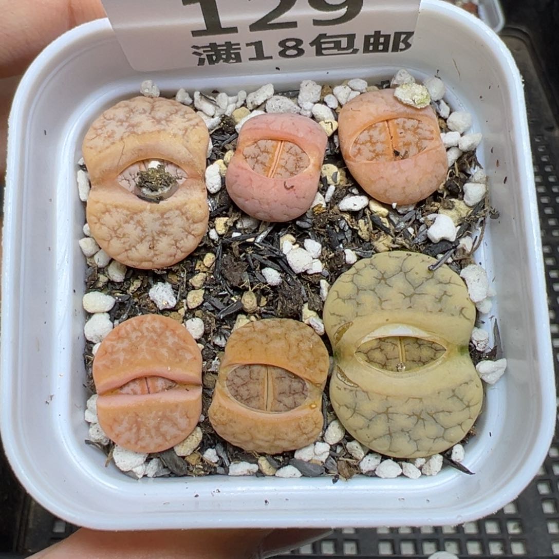 【闪购商品】129……