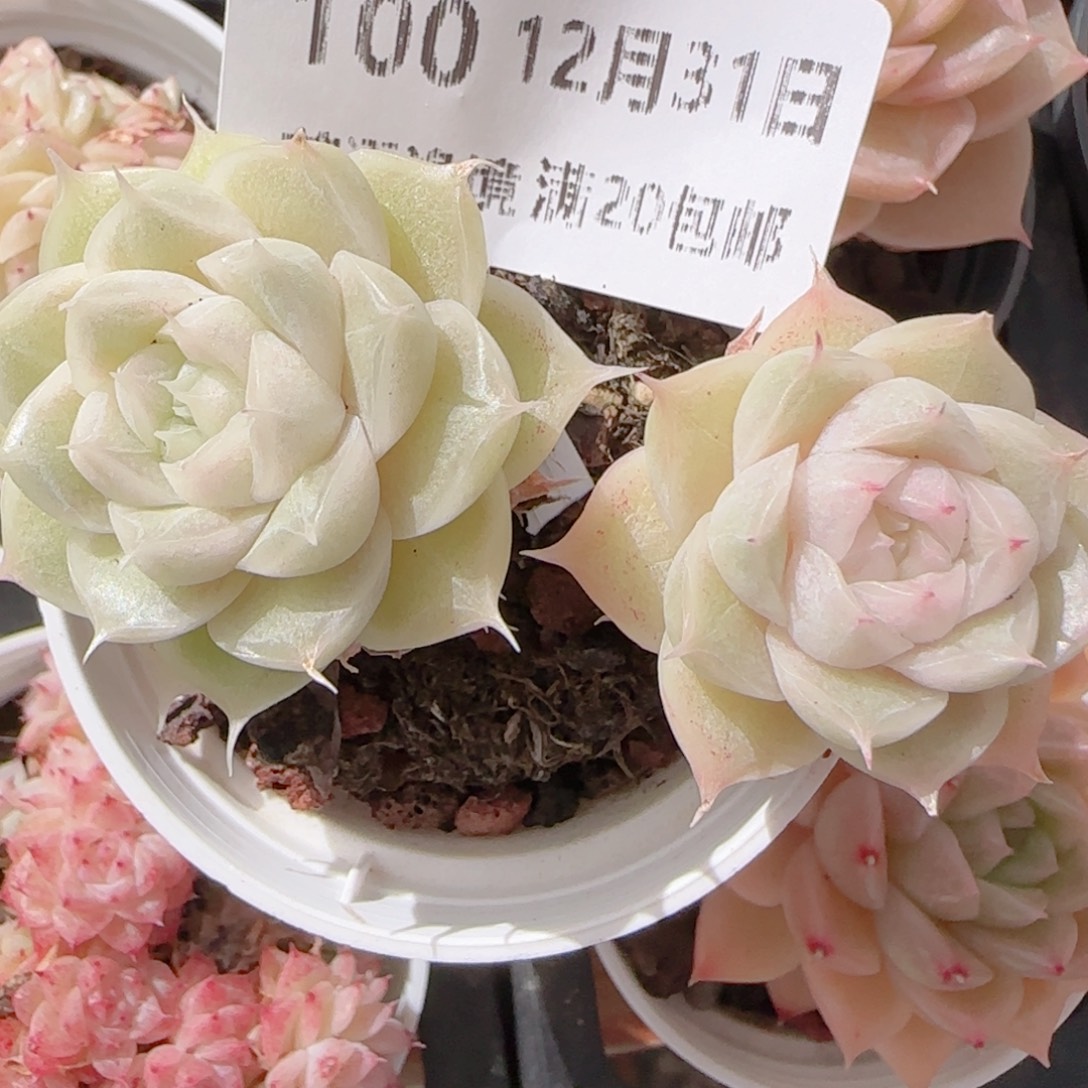 漫***好花语多肉1231-100散