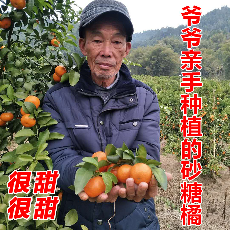 广西砂糖橘沙糖桔当季新鲜水果现摘现发橘子桔子现摘现发
