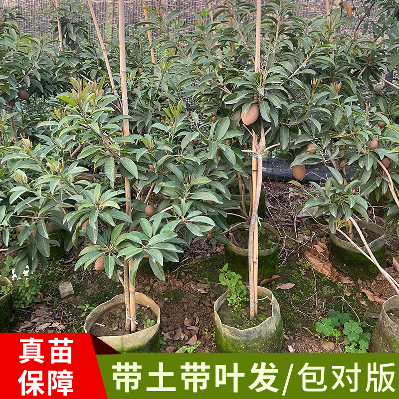 人心果苗树苗珍贵树苗庭院盆栽矮化特大南方四季果苗带土带果发货