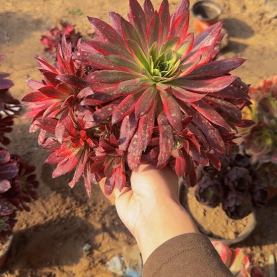 孔雀锦9.9多肉植物