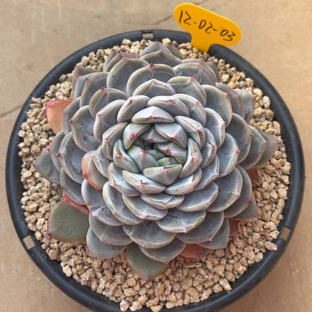 海***胖12-02-03新品美肉多肉植物