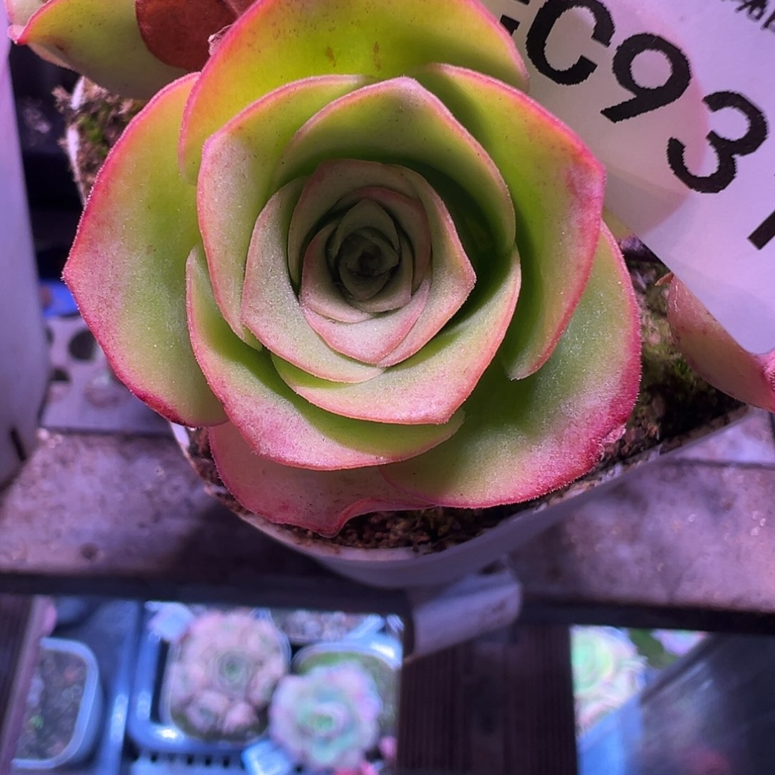 喝***姐陈陈931下播福利玉龙侧牙