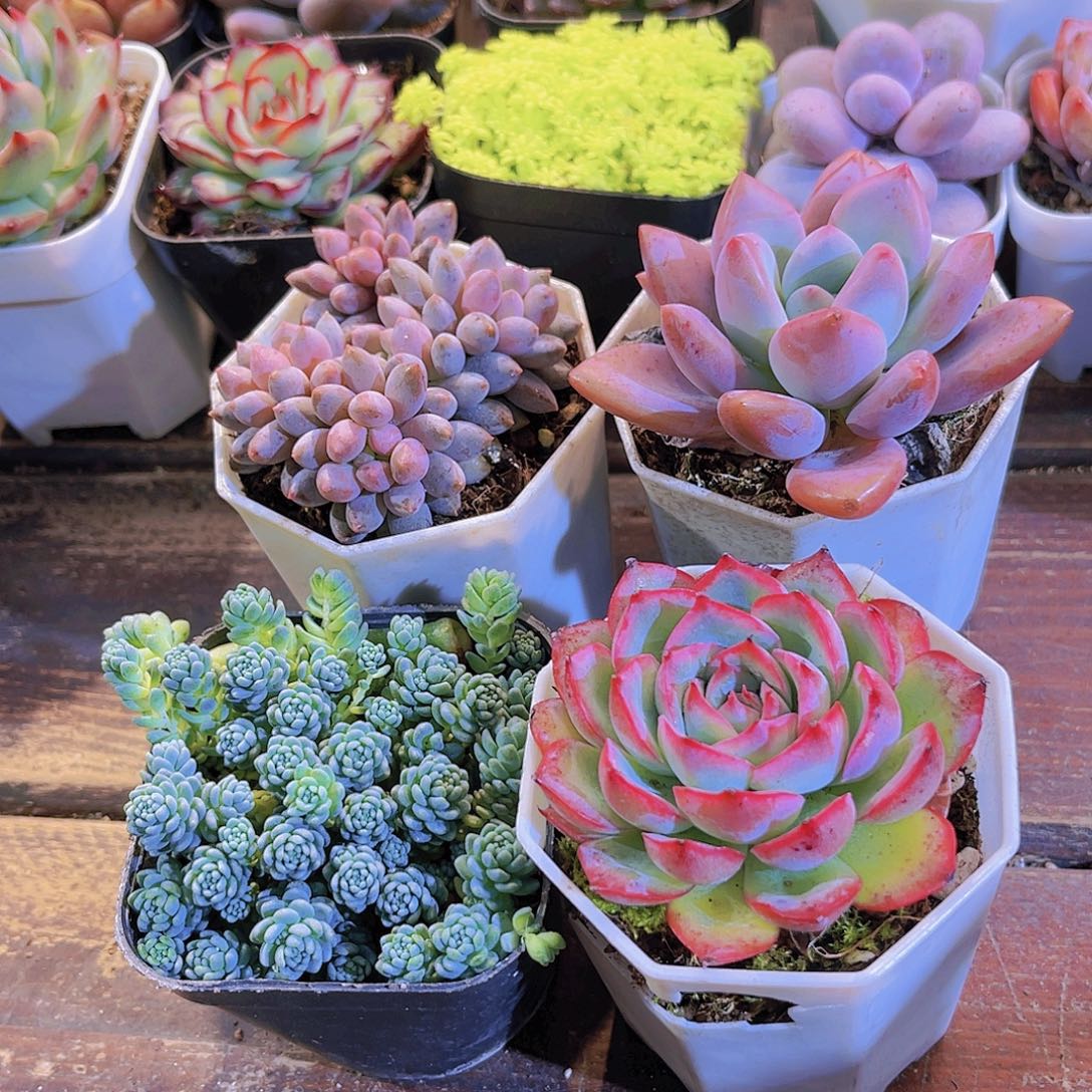 如图4盆1111111111111111111