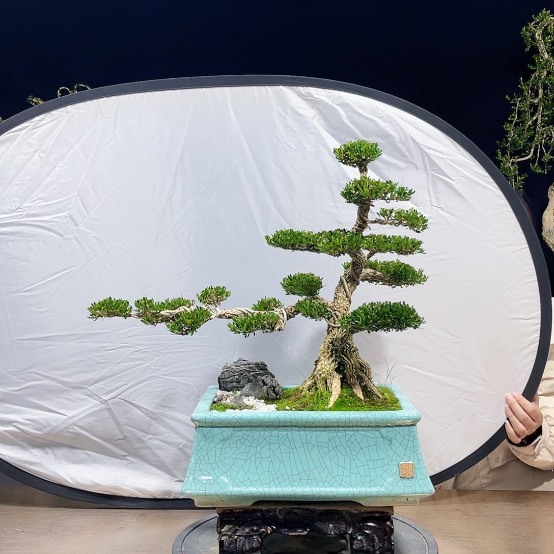 完全开放黄杨盆景四季常青